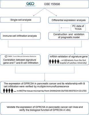 Integrated analysis of scRNA-seq and bulk RNA-seq reveals that GPRC5A is an important prognostic gene in pancreatic cancer and is associated with B-cell Infiltration in pancreatic cancer